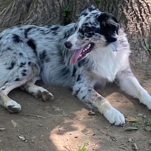 Meet your Posher, Ronald